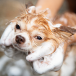 シャンプーされる犬