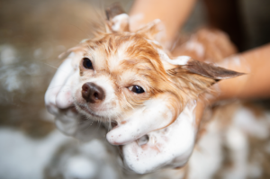 薬浴シャンプーを受けるチワワ