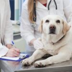 診察台の上で診察される犬