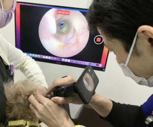 オトスコープで犬の耳を見ている様子