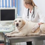 診察台でエコーを当てられる犬