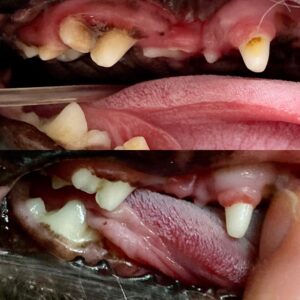 歯石除去前後の比較画像