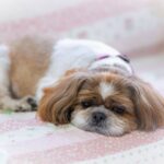 ラグで眠る犬