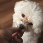 おやつを食べる犬