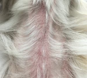 アトピー性皮膚炎を起こした犬の皮膚