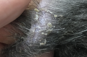 カサブタが出ている犬の皮膚