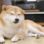 寝そべって遠くを見る犬