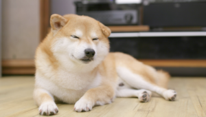 床に寝そべる柴犬