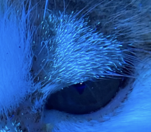 ウッド灯検査の画像