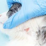 猫の首にある皮膚症状