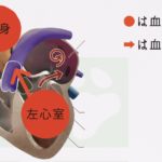 心臓の血液の流れの図解