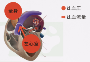 血圧と心臓の関係を表した図
