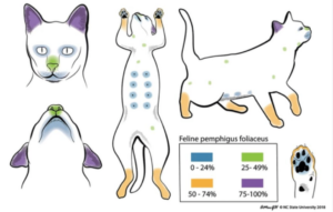 落葉状天疱瘡の好発部位に色付けされた図