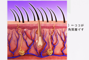 皮膚の角質層を解説した図