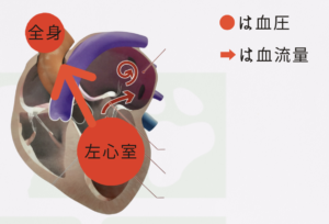 血圧が下がった時の心臓からの血流の関係