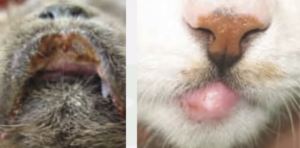 好酸球性肉芽腫群（こうさんきゅうせいにくがしゅぐん）