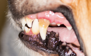 犬の歯周病の歯肉