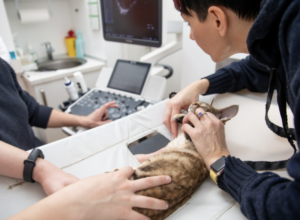 エコー検査を行う様子