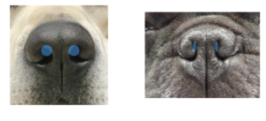 外鼻腔狭窄の正常との比較