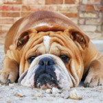 イングリッシュブルドッグ