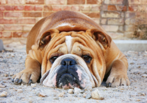 伏せて寝るイングリッシュブルドッグ