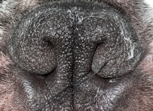 外鼻孔狭窄を起こした犬