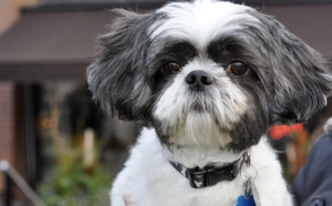 外で真っ直ぐ前を見るシー・ズー