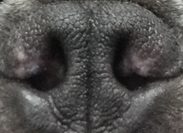 外鼻孔狭窄の治療後の犬