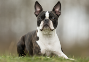 遠くを見るボストン・テリア