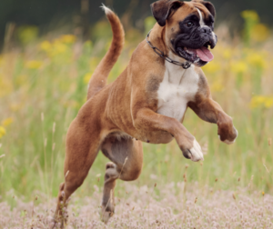 飛び跳ねるボクサー