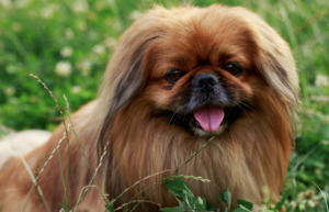 舌をだすペキニーズ