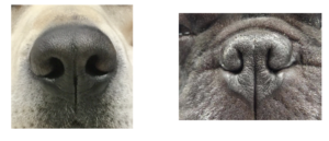 外鼻腔狭窄の正常との比較