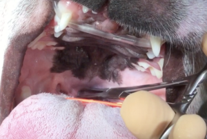 軟口蓋過長症の犬の軟口蓋