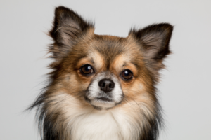 首を傾げるチワワ