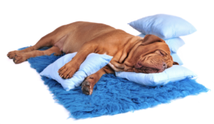 犬がクッションを使って寝ている様子