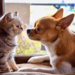 鼻をつき合わせる犬と猫