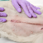 仰向けになった犬の乳腺