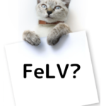 猫のFeLVについて