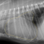 僧帽弁閉鎖不全症の犬の胸部レントゲン画像