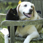 椅子の上でくつろぐ犬と猫
