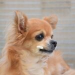 おやつを口に咥えるチワワ