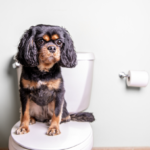 トイレの蓋に座る犬