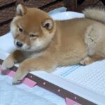 トイレの上で伏せる犬