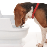 便器を覗き込む犬