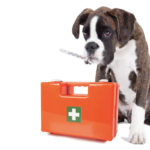 救急箱の近くに座る犬