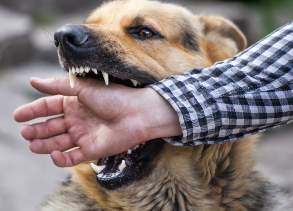 犬の攻撃性を理解し、対処する  庭園