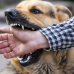 手に噛み付く犬