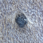 犬の皮膚にできたしこり