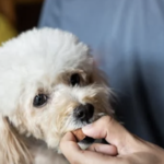 トリーツを食べる犬