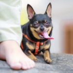 コンクリートを裸足で踏む人と犬